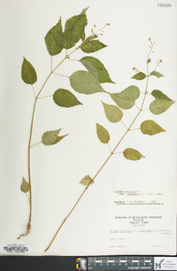 Circaea canadensis image