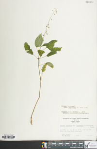 Circaea canadensis image