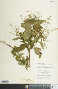 Circaea canadensis image