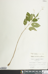 Circaea canadensis image