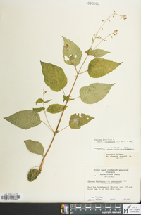 Circaea canadensis image