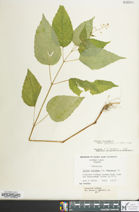 Circaea canadensis image