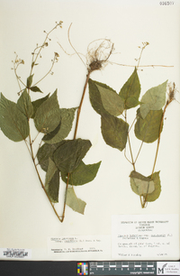 Circaea canadensis image