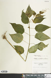 Circaea canadensis image