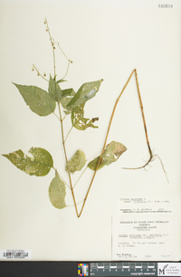 Circaea canadensis image