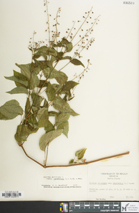 Circaea canadensis image