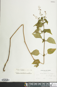 Circaea canadensis image