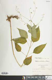 Circaea canadensis image