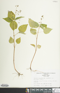 Circaea canadensis image