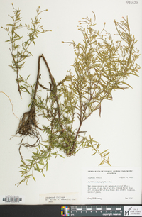 Epilobium leptophyllum image