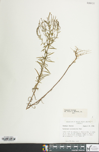 Epilobium leptophyllum image