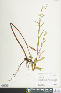 Ludwigia alata image