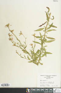 Oenothera gaura image