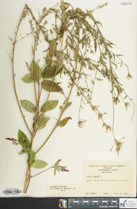 Oenothera gaura image