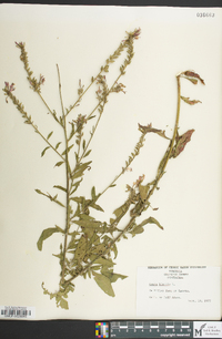 Oenothera gaura image