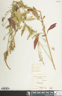 Oenothera gaura image