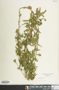 Oenothera gaura image