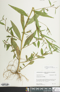 Ludwigia decurrens image