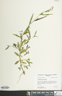 Ludwigia decurrens image