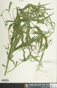 Ludwigia decurrens image