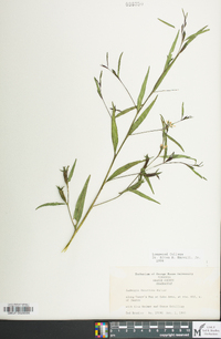 Ludwigia decurrens image