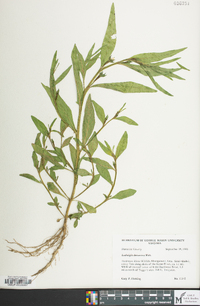 Ludwigia decurrens image