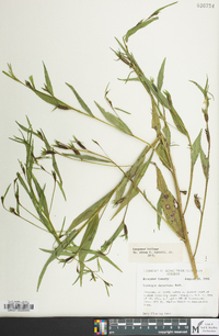 Ludwigia decurrens image