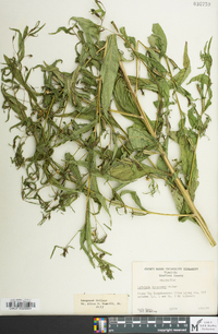 Ludwigia decurrens image