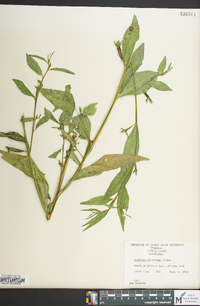 Ludwigia decurrens image