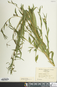 Ludwigia decurrens image