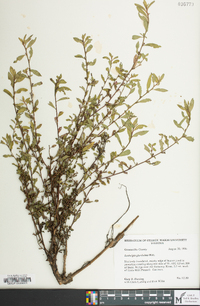 Ludwigia glandulosa image