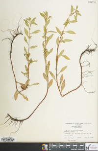 Ludwigia glandulosa image