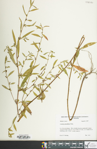 Ludwigia glandulosa image