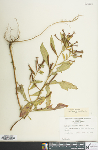 Ludwigia leptocarpa image