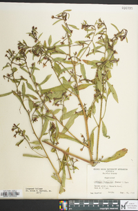 Ludwigia leptocarpa image