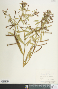 Ludwigia leptocarpa image