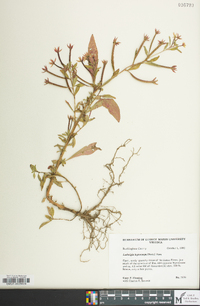 Ludwigia leptocarpa image