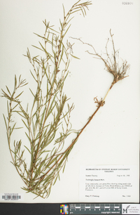 Ludwigia linearis image