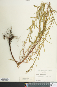 Ludwigia linearis image