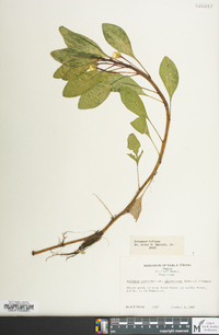 Ludwigia peploides image