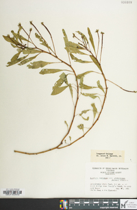 Ludwigia peploides image