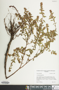 Ludwigia pilosa image