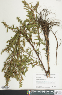 Ludwigia sphaerocarpa image