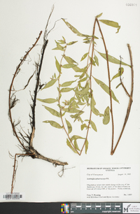 Ludwigia sphaerocarpa image