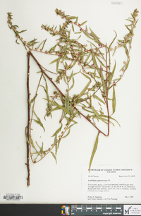 Ludwigia sphaerocarpa image