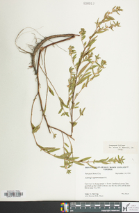 Ludwigia sphaerocarpa image