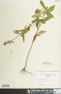 Oenothera fruticosa subsp. glauca image