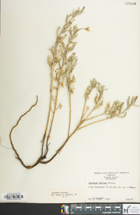 Oenothera humifusa image