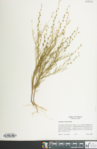 Oenothera linifolia image