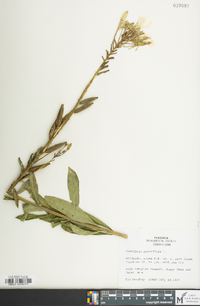 Oenothera parviflora image